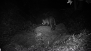 Native racoon (jaguar pray)