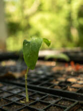 Our first sprout raised to the sun !
