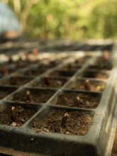 Waiting for Caoba (endangered) seeds too germinate