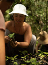 Transplanting Canahuate, another endangered tree