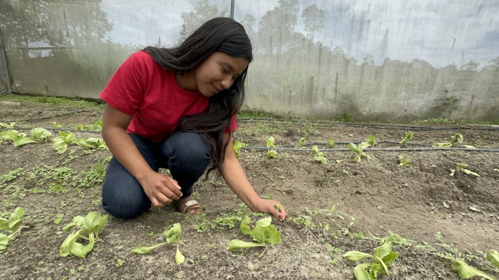 Plant school gardens at 5 Honduran schools