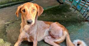 Save India's Street Dogs This Giving Tuesday