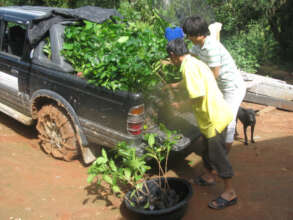 Coffee seedling to re-forest mountain villages