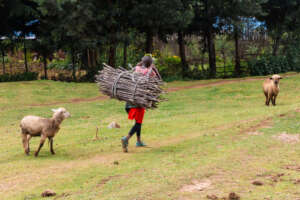Collecting firewood takes several trips each week