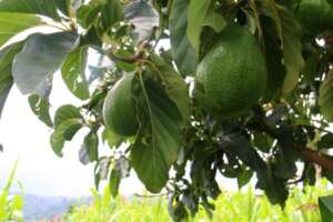 Avocadoes provide nutrition & an income