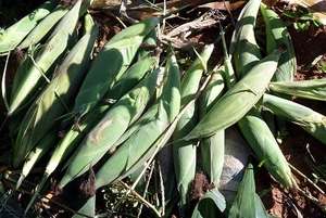 A good Crop of Beans from the PIZZ School Garden