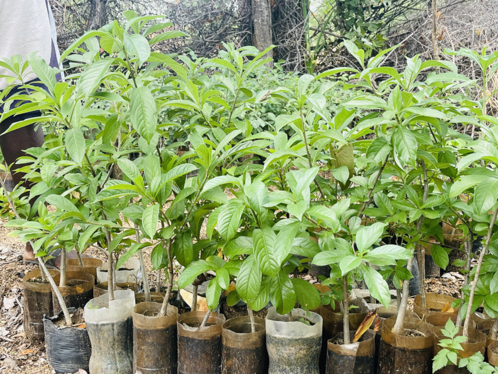 50 clean energy and agroforestry farms
