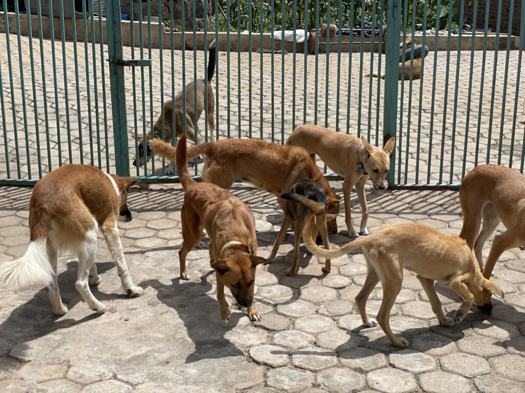 The dogs at our (very full) current shelter