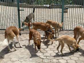 The dogs at our (very full) current shelter