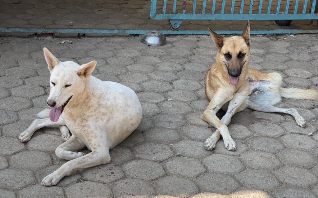 Monty and Saeed