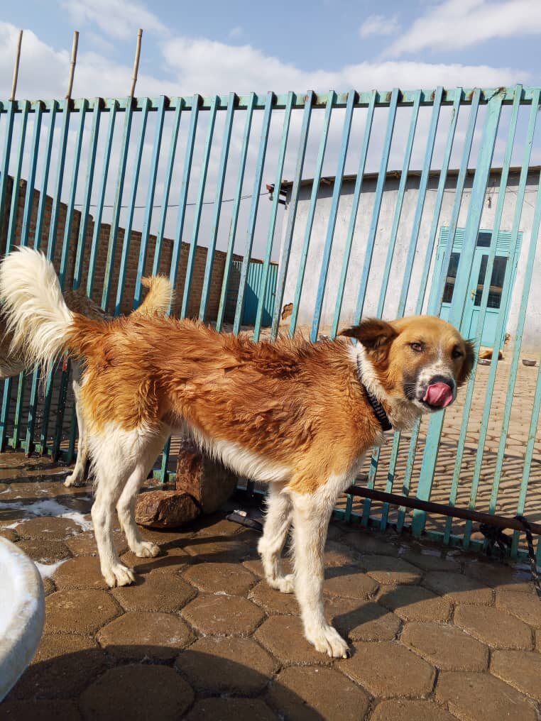 Rema having a bath after weeks of water shortages!