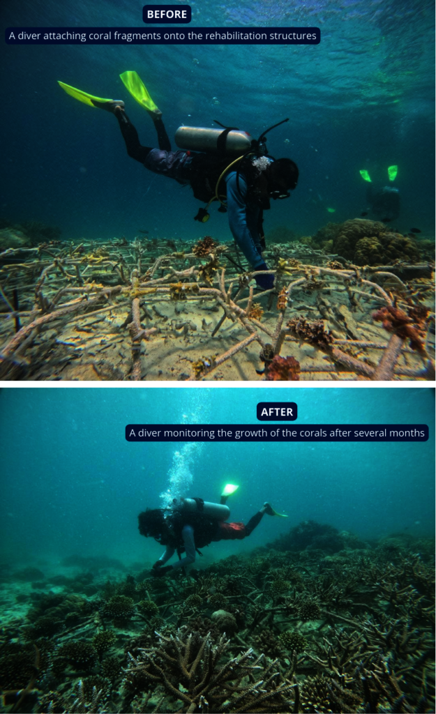 Bring Life Back to Malaysia's Reefs- Adopt a Coral