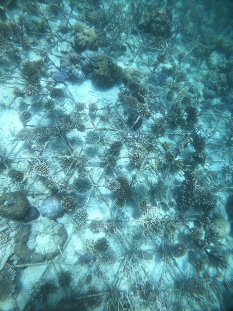 Bring Life Back to Malaysia's Reefs- Adopt a Coral