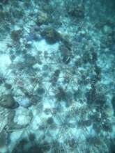 Planted coral fragments growing well