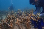 Bring Life Back to Malaysia's Reefs- Adopt a Coral