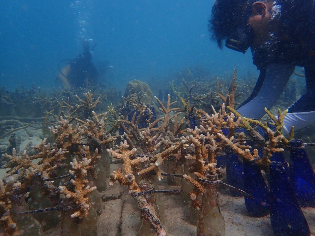 Bring Life Back to Malaysia's Reefs- Adopt a Coral