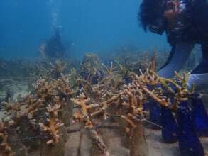 Bring Life Back to Malaysia's Reefs- Adopt a Coral