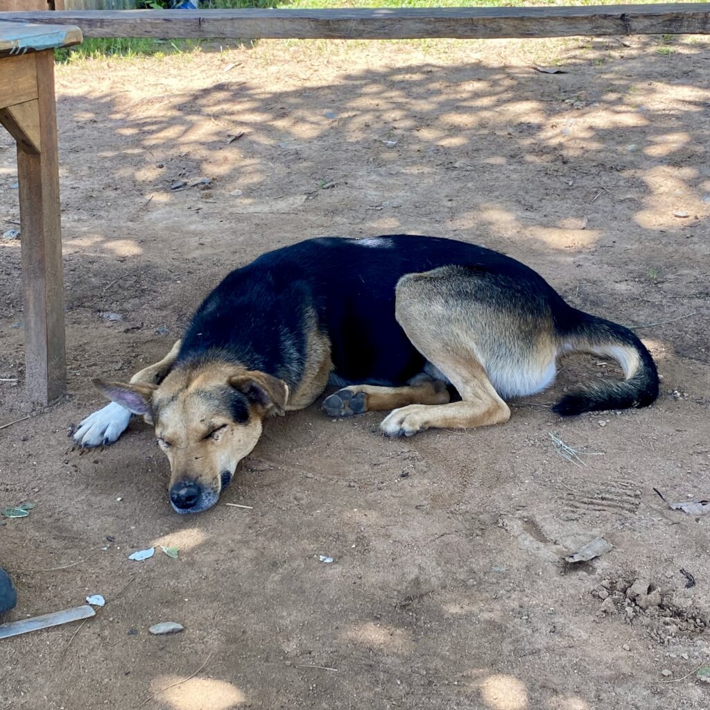 Chief Protection officer