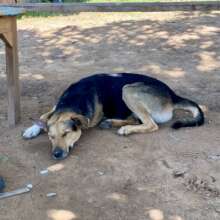 Chief Protection officer