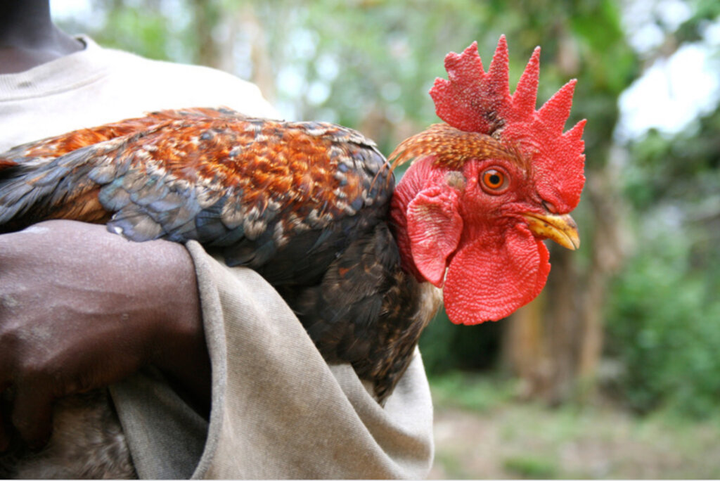 Chickens & Rabbits for a Kenyan Children's Home