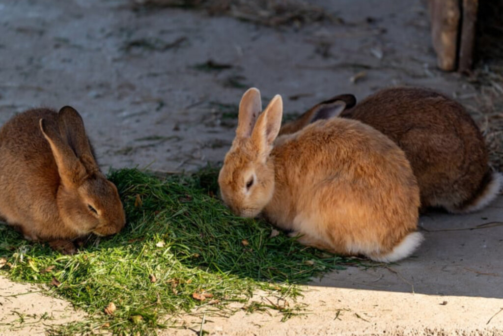 Chickens & Rabbits for a Kenyan Children's Home