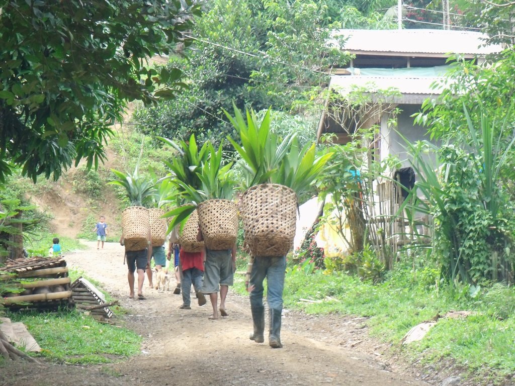 Planting coconut seedlings