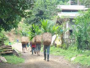Planting coconut seedlings