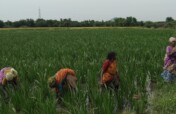 Empower WOMEN FARMERS in rural & tribal community