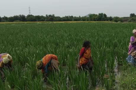 Empower WOMEN FARMERS in rural & tribal community