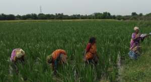 Empower WOMEN FARMERS in rural & tribal community
