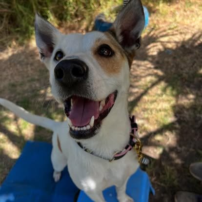 Paws & Potential: Healing Shelter Dogs & Youth