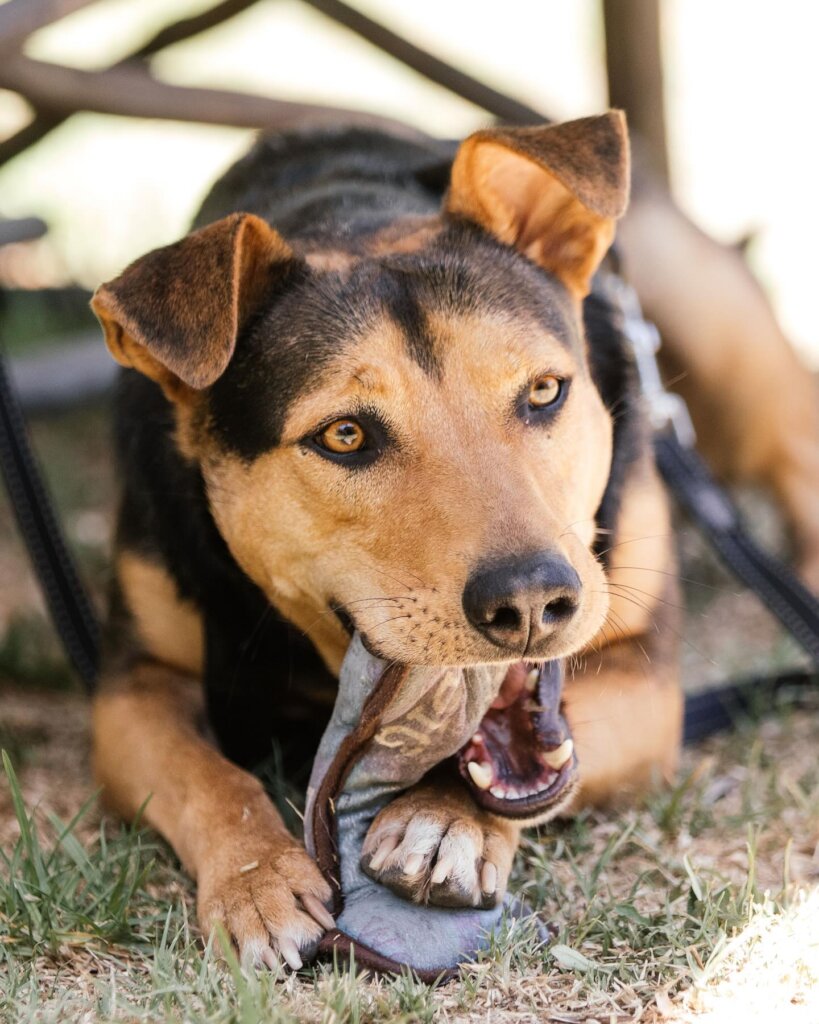 Paws & Potential: Healing Shelter Dogs & Youth
