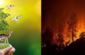 Wildfire caused by human error-protect Endangered