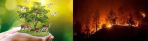 Wildfire caused by human error-protect Endangered