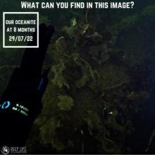 Kelp Monitoring by Canoe and Robots!!!