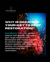 Biodiversity Feeds Turtles Fish and Corals