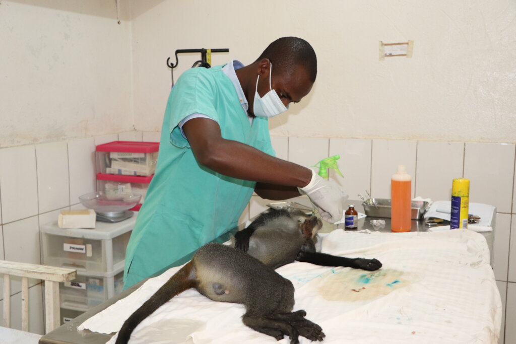 Veterinary doctor operating an injured primate