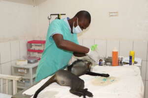 Veterinary doctor operating an injured primate