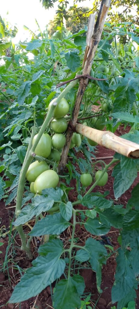 Buy Seeds to Feed A Family in Mozambique