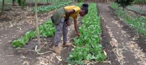 Buy Seeds to Feed A Family in Mozambique