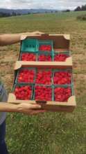 These berries were harvested and shared