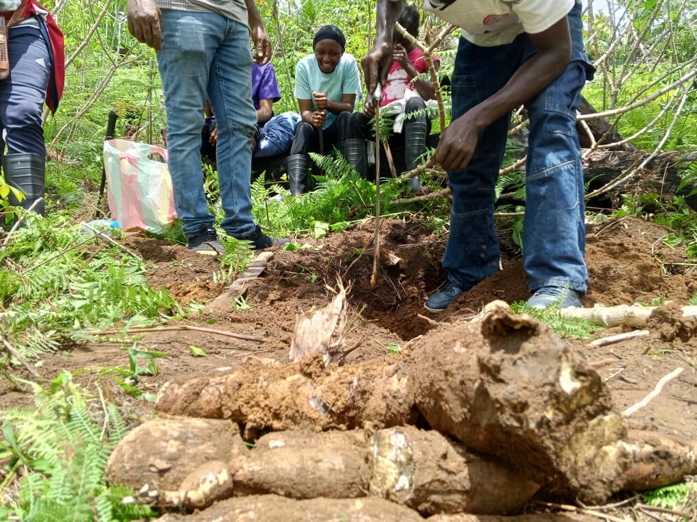 cassava harvested