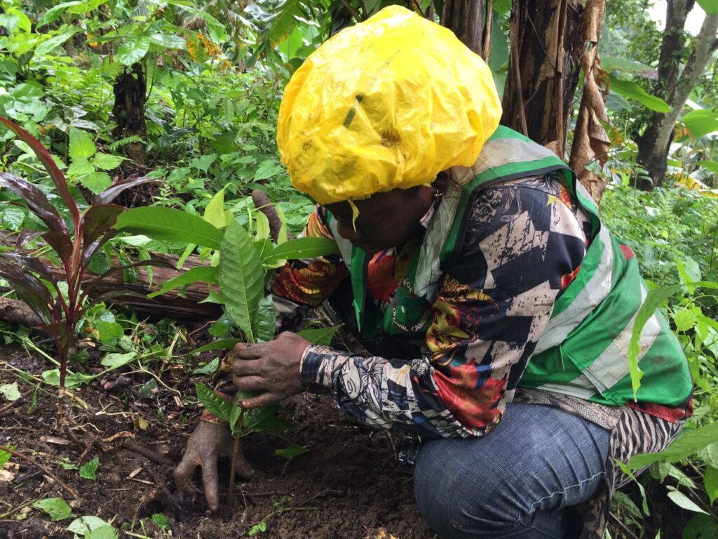 Train 20 youths to heal Cameroon's soil