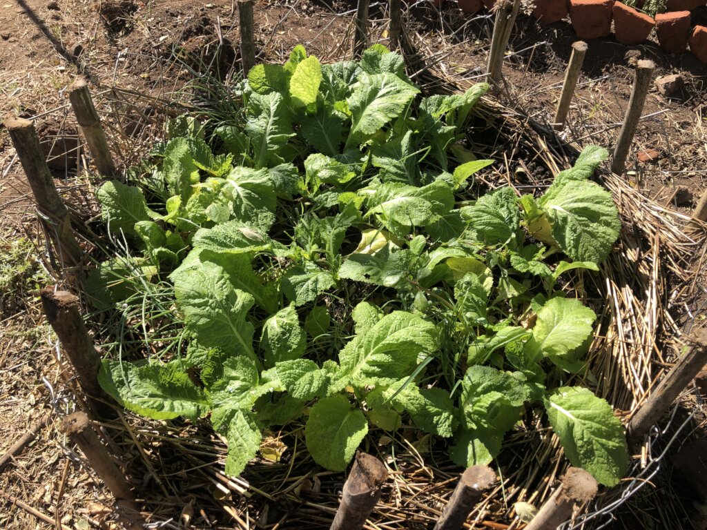 Empower Farmers: Affordable Nutrition Year-Round