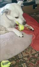 Maisie doing her favourite thing!