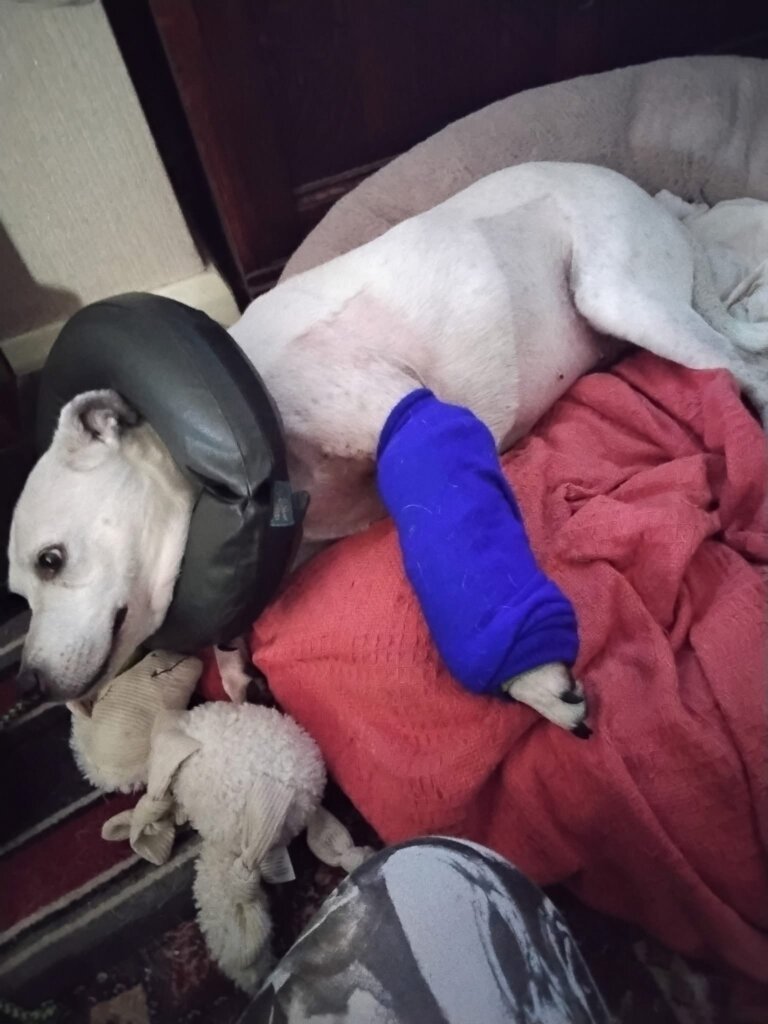 Help us pay for Maisie's ongoing vet treatment