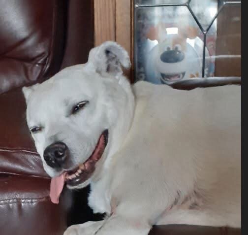 Help us pay for Maisie's ongoing vet treatment