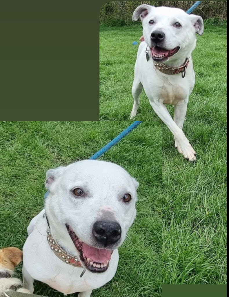 Help us pay for Maisie's ongoing vet treatment