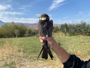 Eurasian Hobby with transmitter