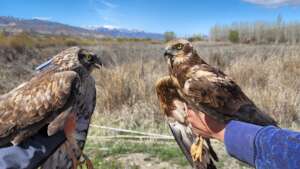 Raptors with transmitter